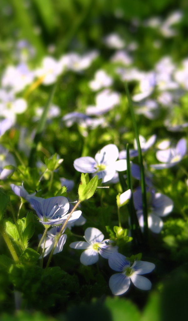 Летние нежные цветочки