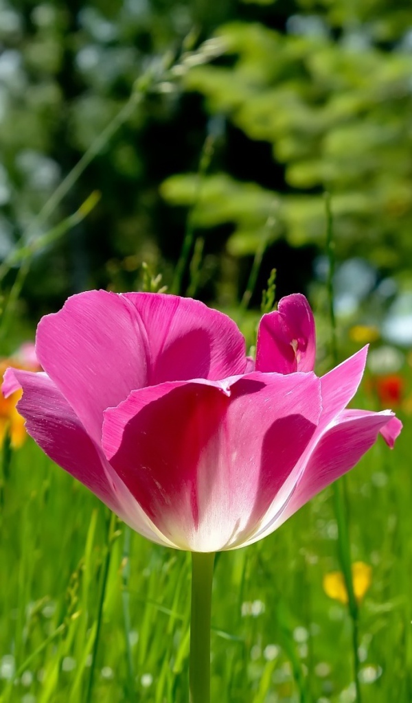 Распустившийся тюльпан