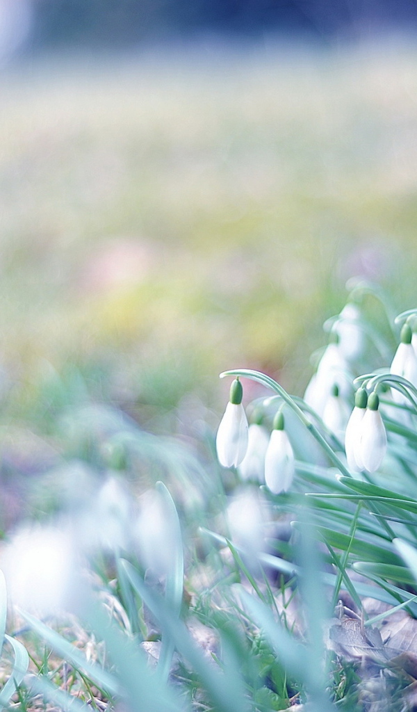 Первые подснежники