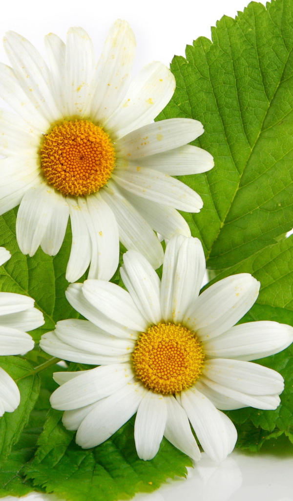 Три ромашки