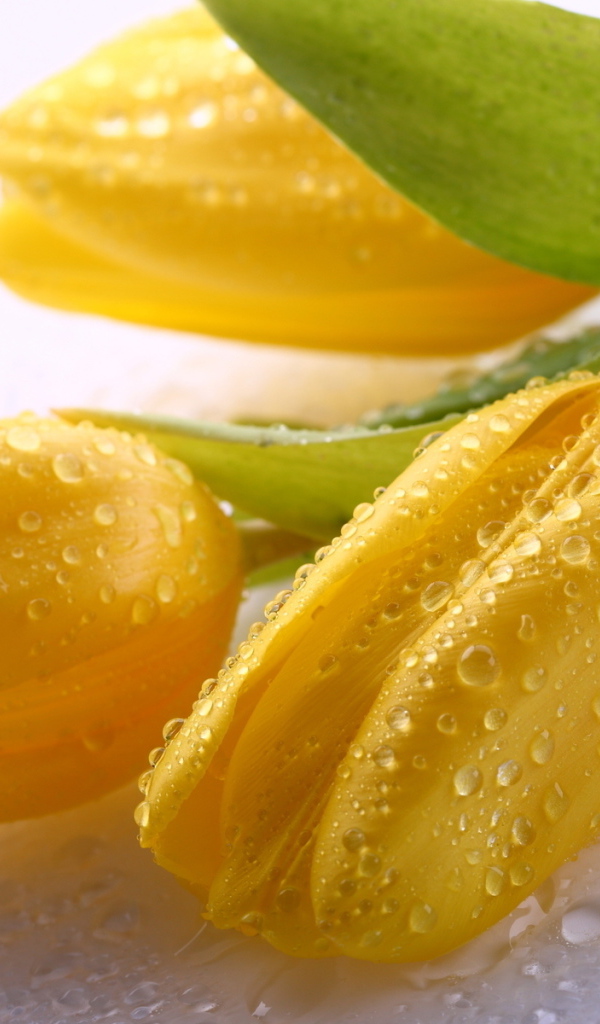 Три желтых тюльпана