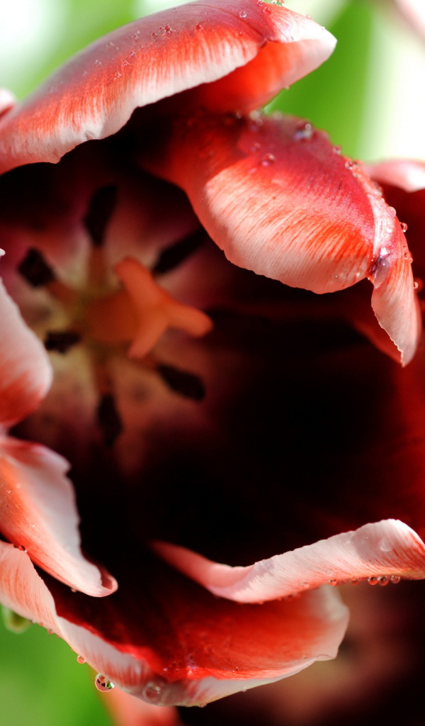 Раскрывшийся тюльпан