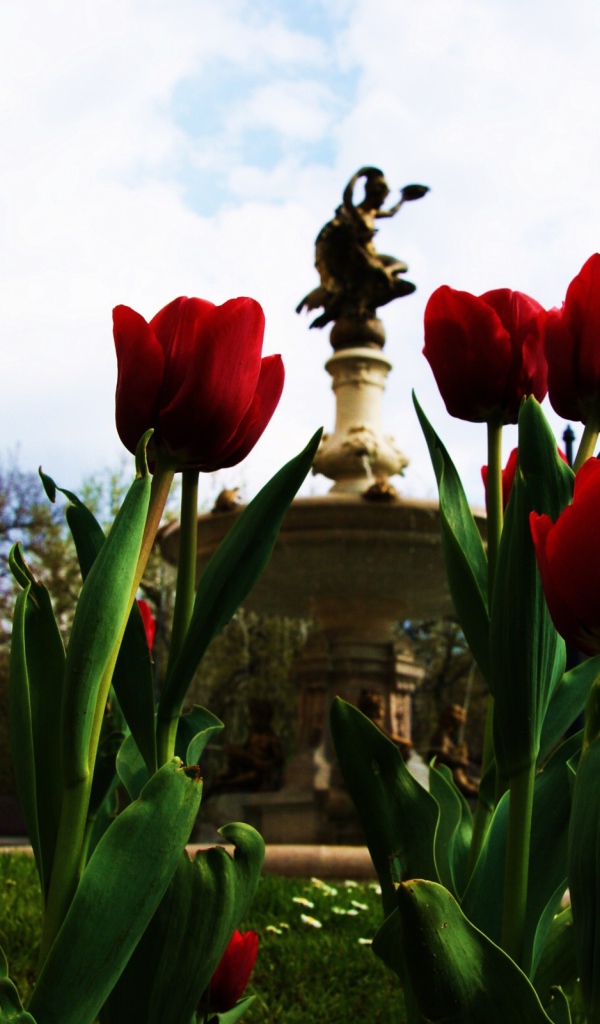 Тюльпаны