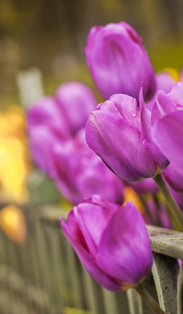 Тюльпаны вдоль забора