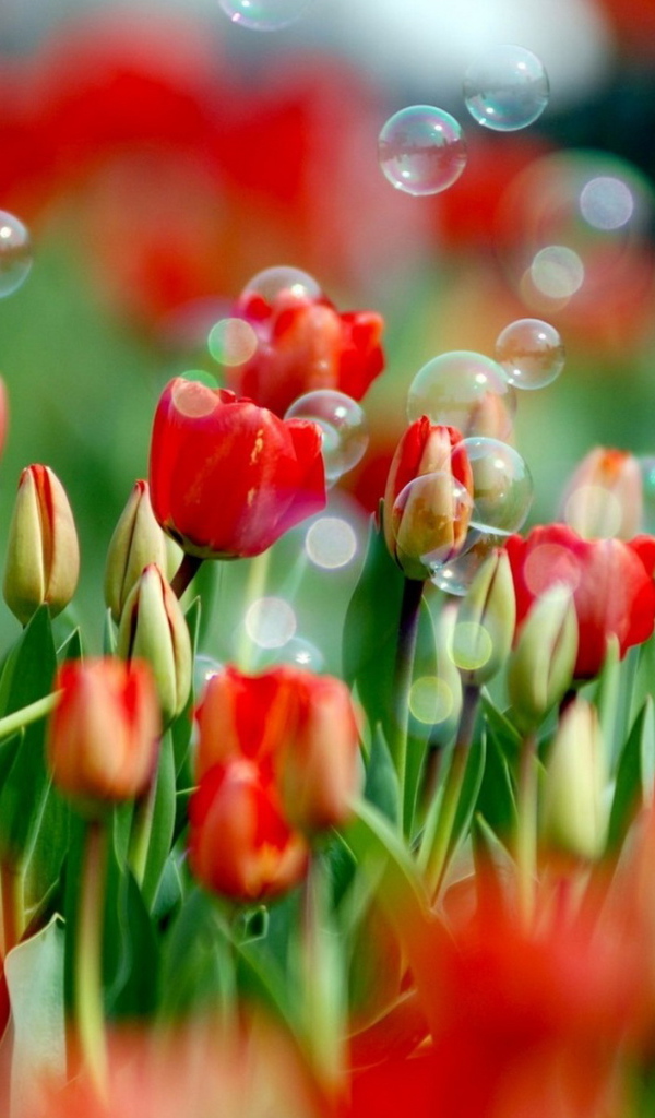 Тюльпаны и мыльные пузыри