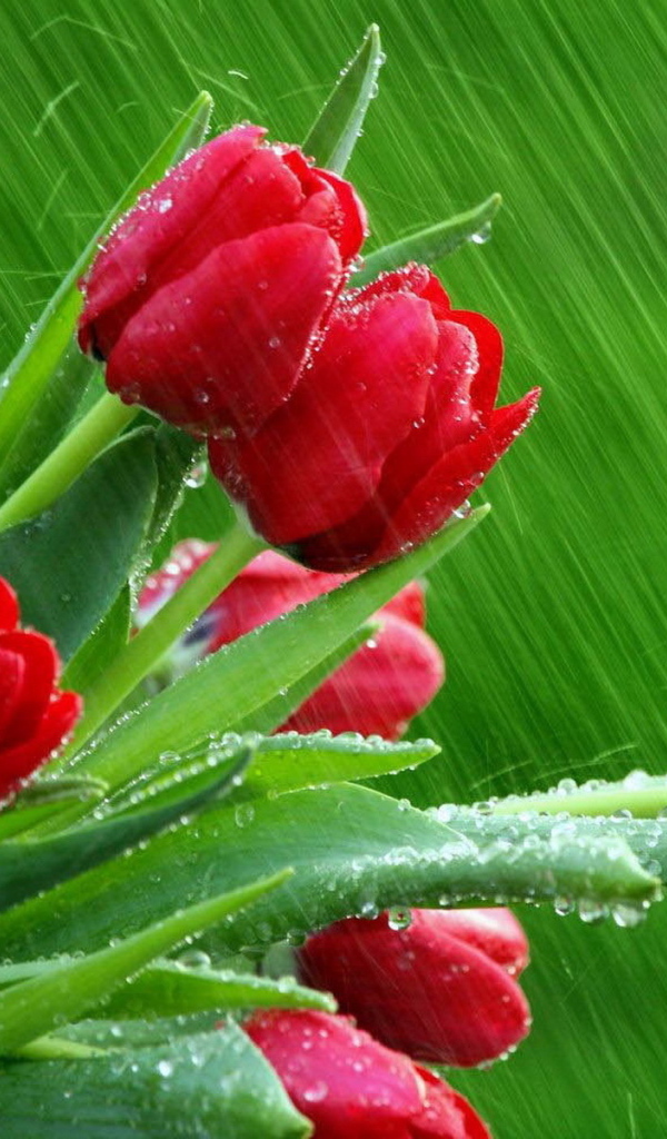 Тюльпаны под дождем