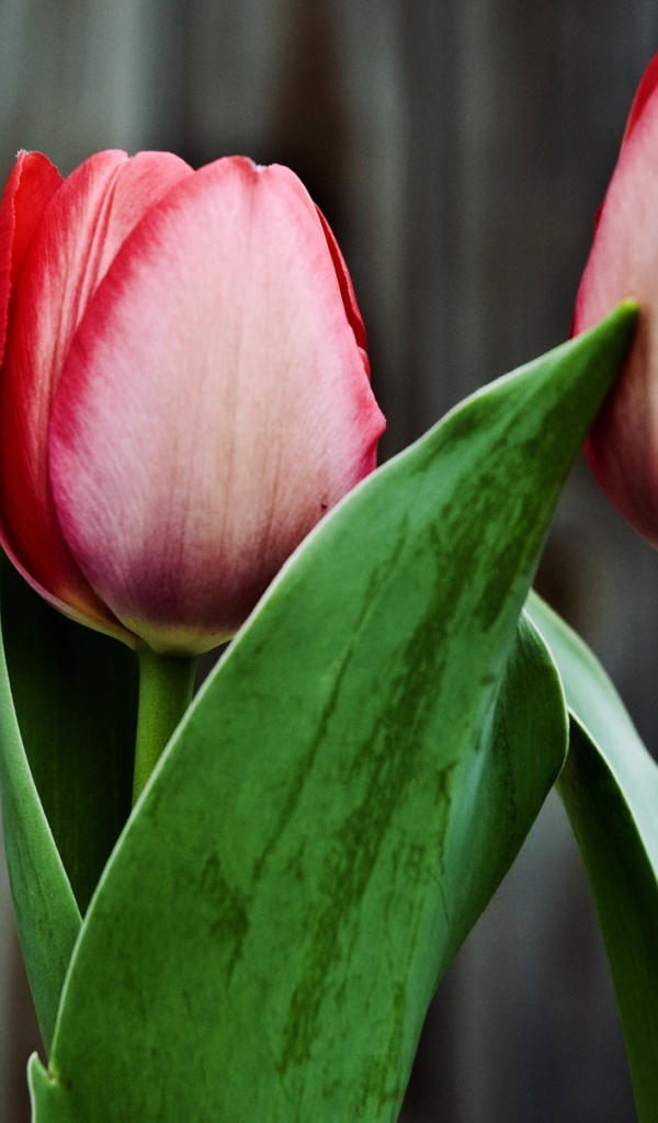 Два тюльпана