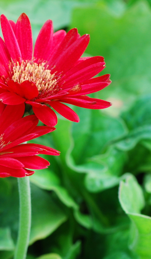 Два ярких цветка