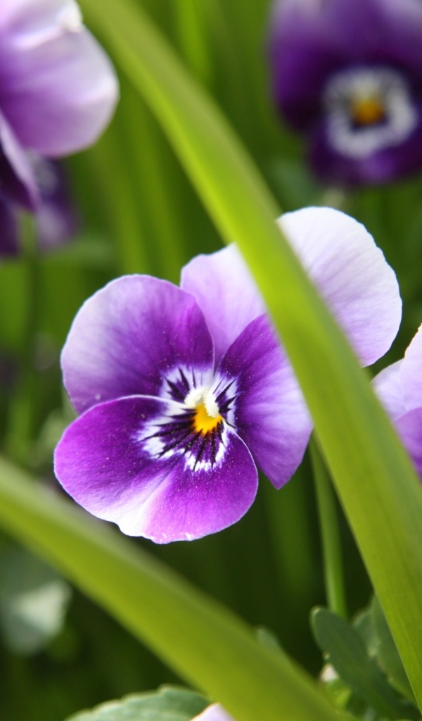 Фиалка трёхцветная