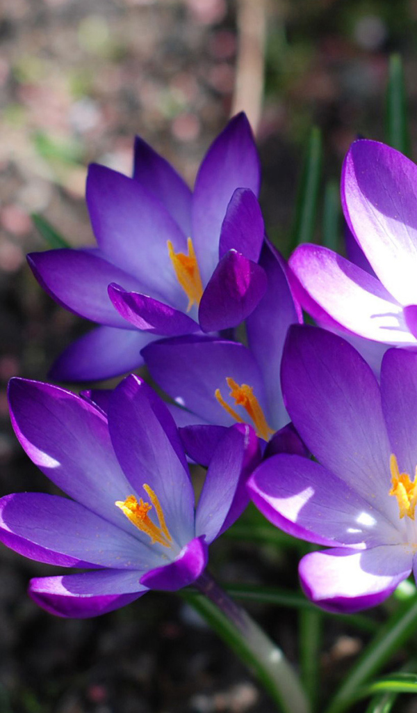 Фиолетовые крокусы
