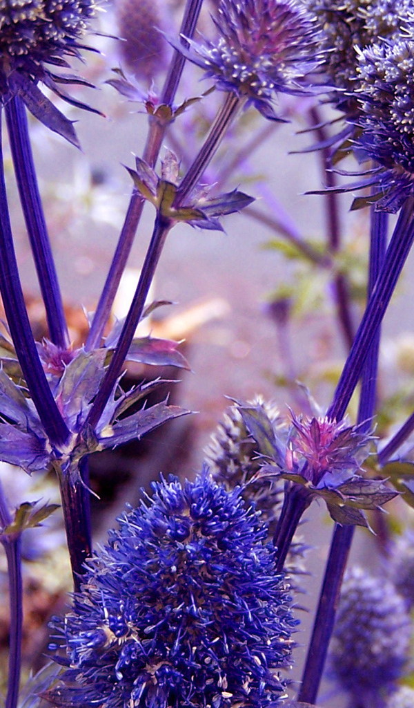 Фиолетовые колючки