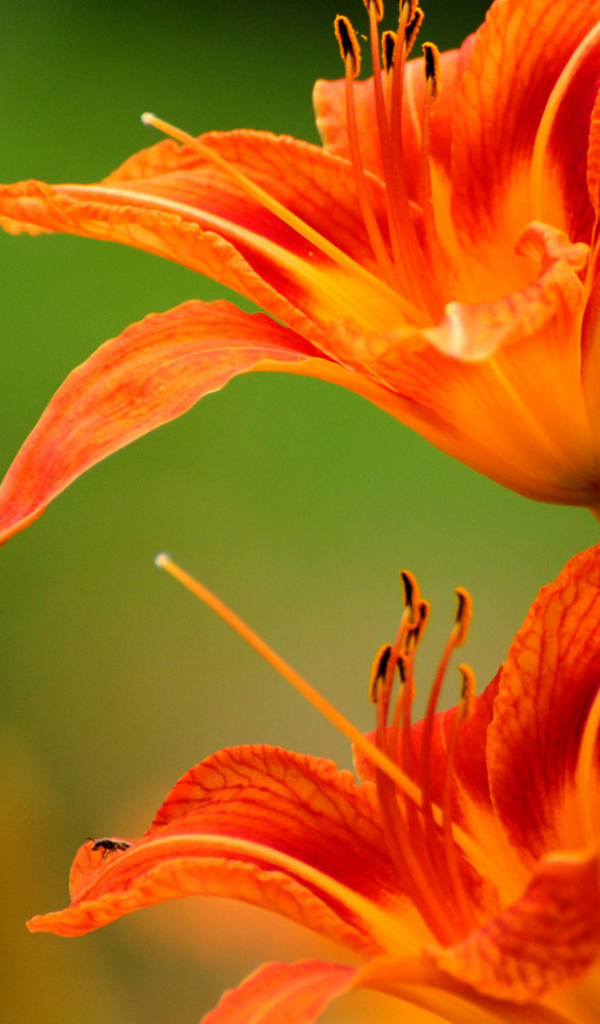 Яркие лилии