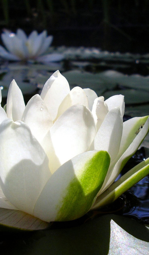 Водяная лилия