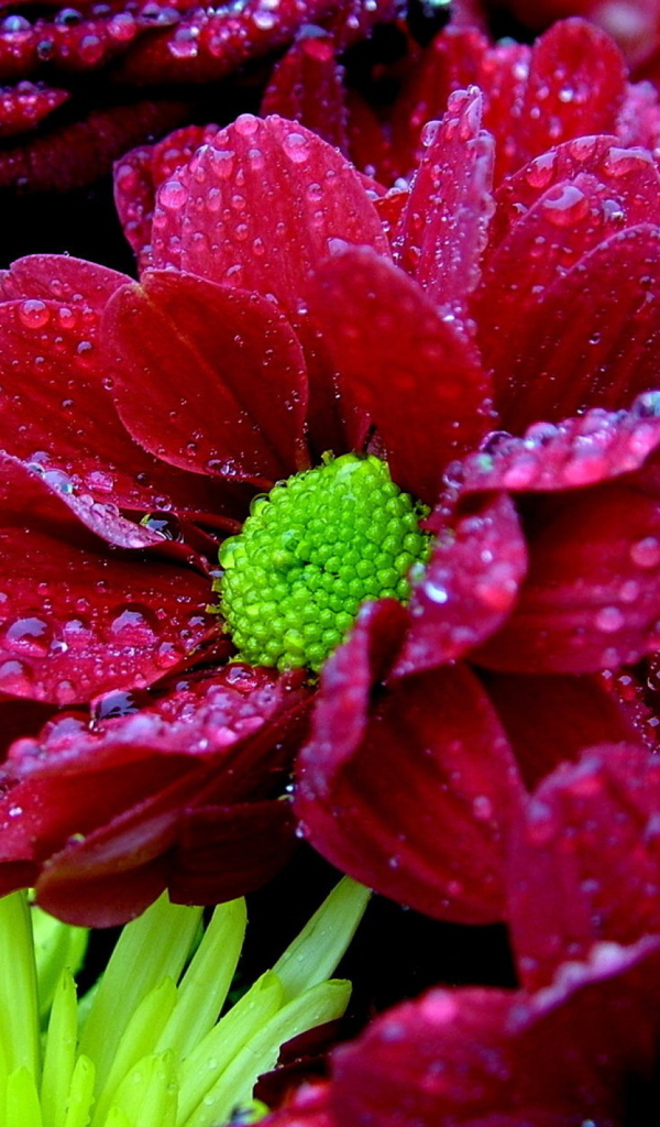 Мокрый букет