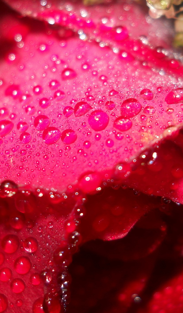 Мокрая алая роза