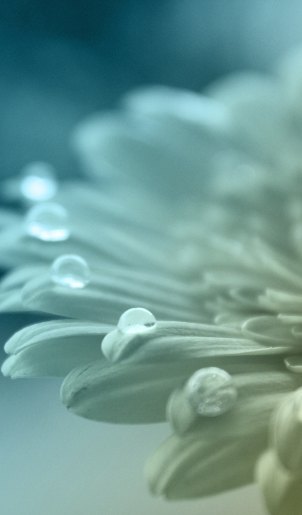 Белый цветок