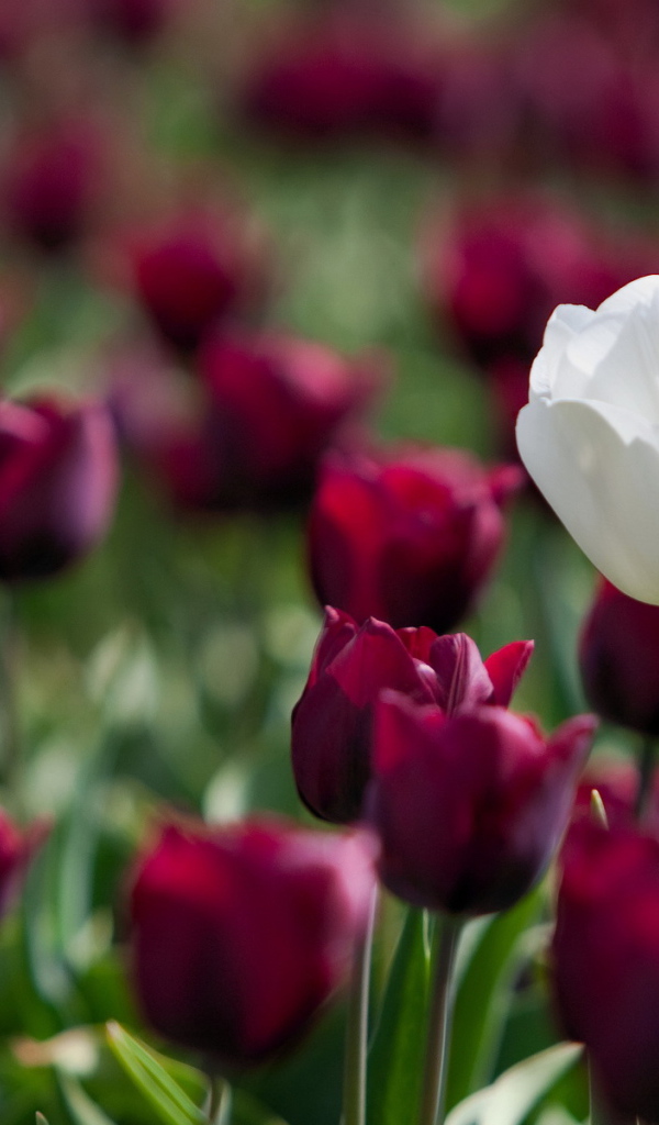 Белый и красный тюльпаны