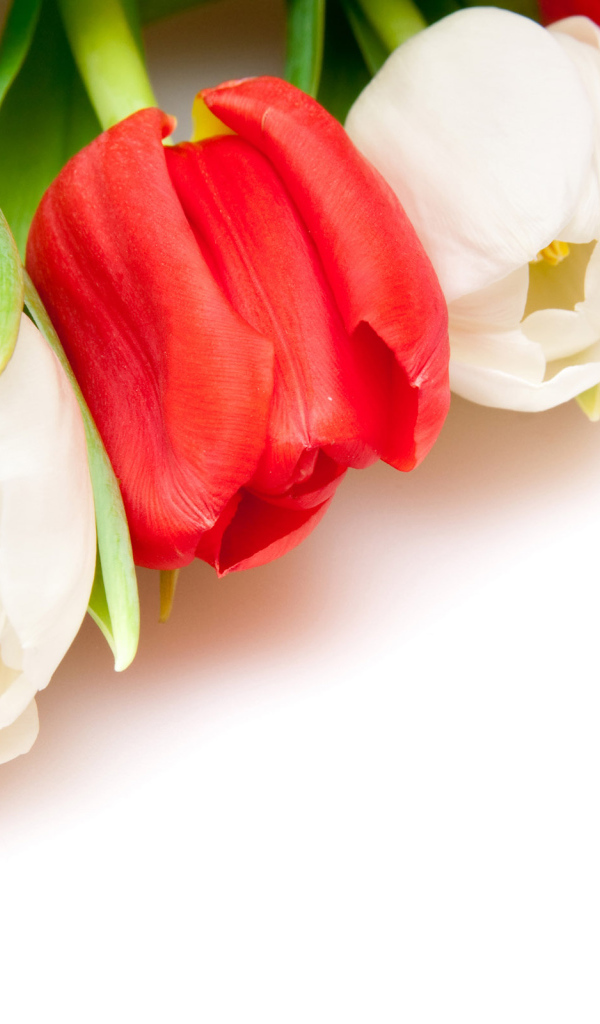 Белые и красные тюльпаны