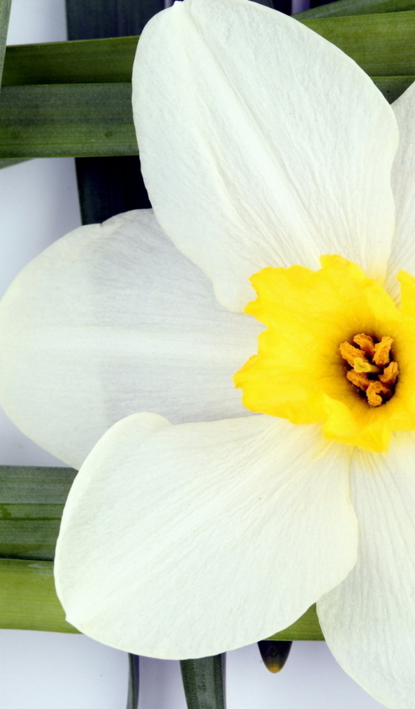 Белый нарцисс