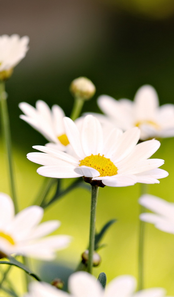 Белые ромашки