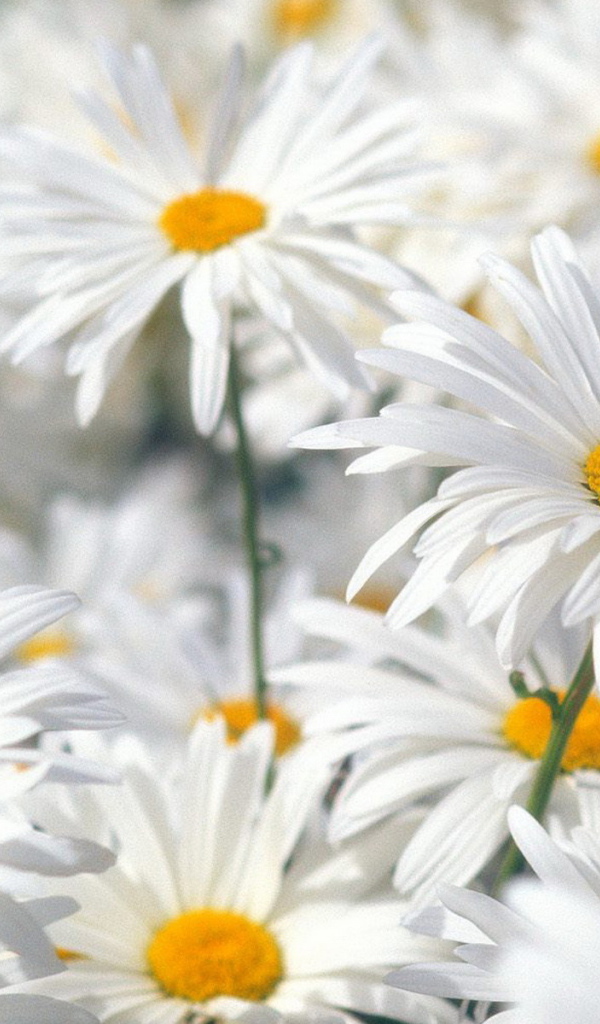 Белые ромашки
