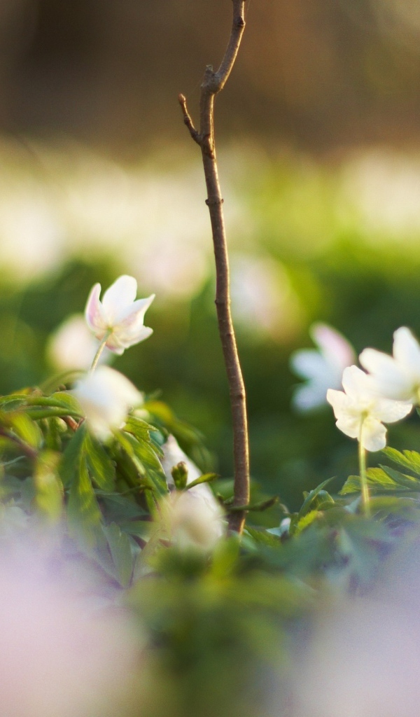 Белые цветочки