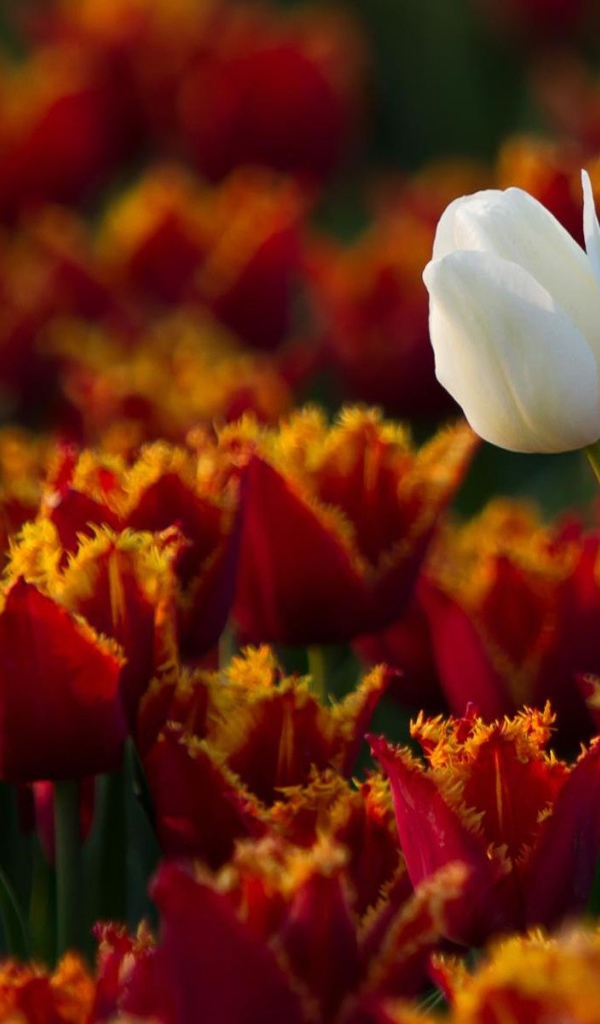 Белый тюльпан