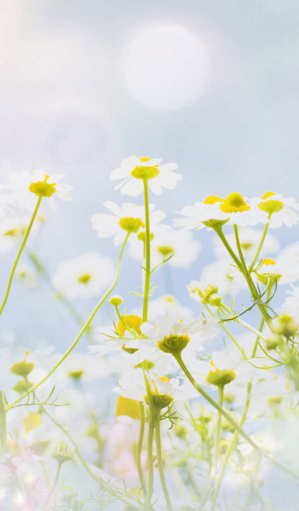 Полевые ромашки