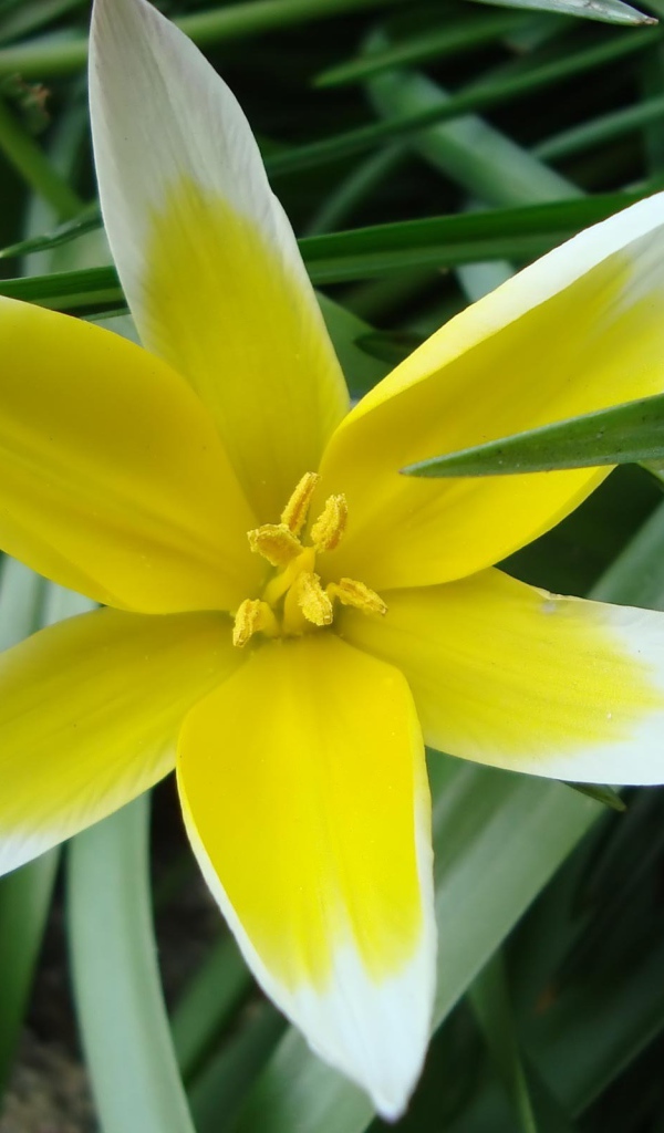 Желто-белая звездочка