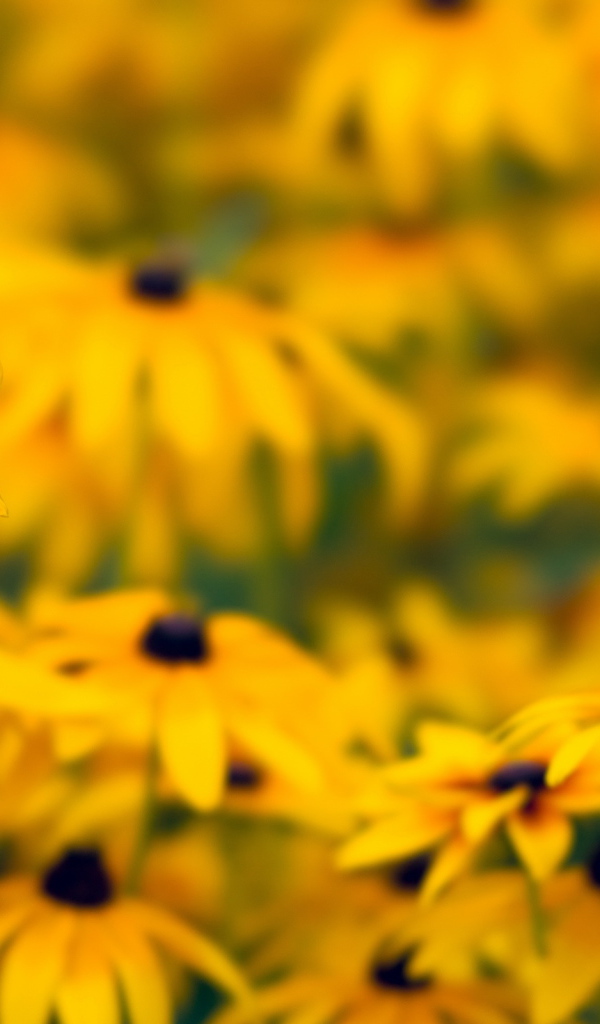 Желтые ромашки