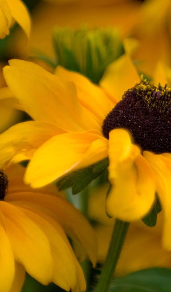 Желтые цветочки