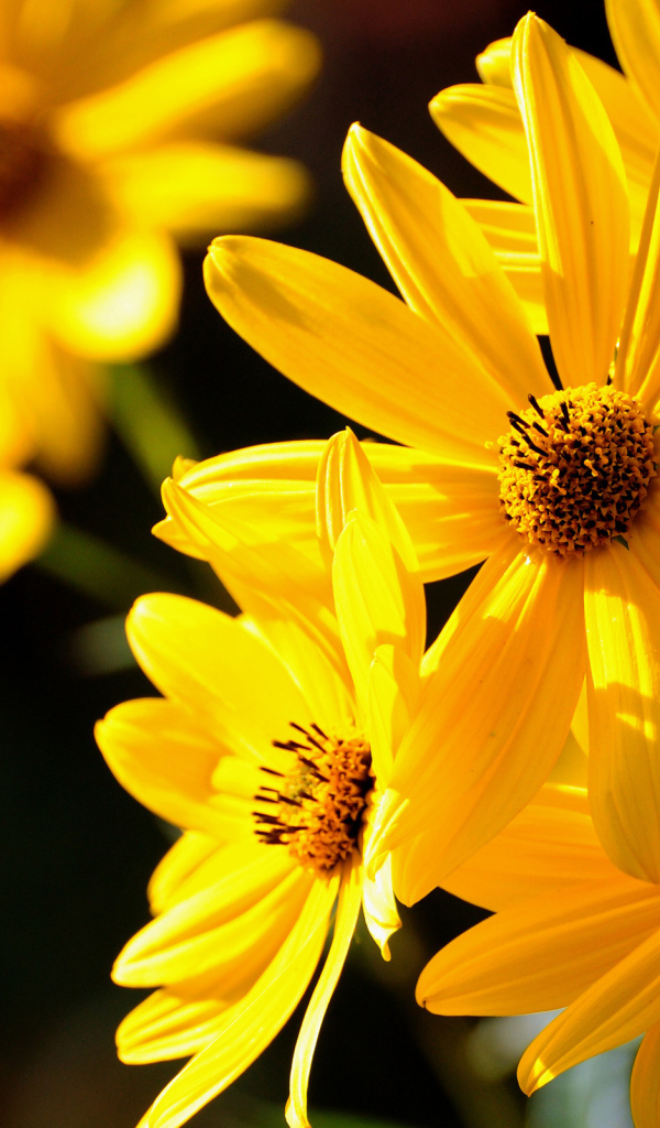 Желтые цветы