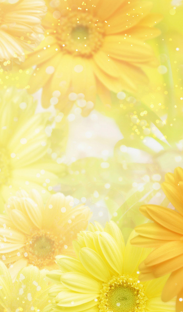 Желтые герберы