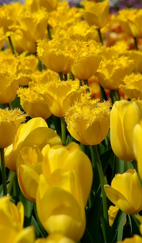 Желтые тюльпаны