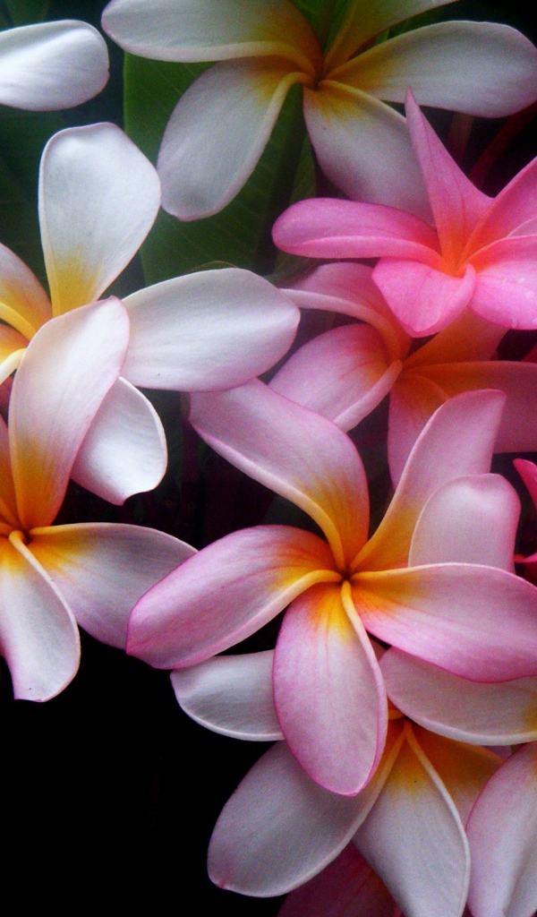 Букет цветов