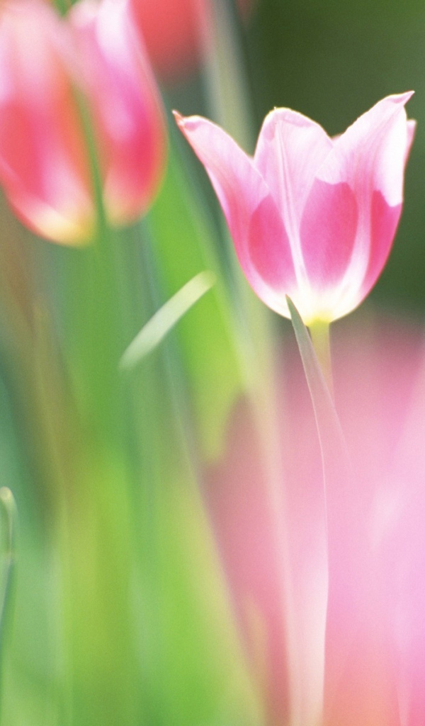 красивые тюльпаны