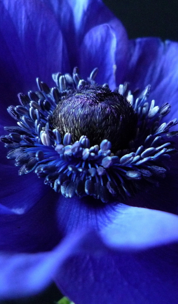 Синий Анемон