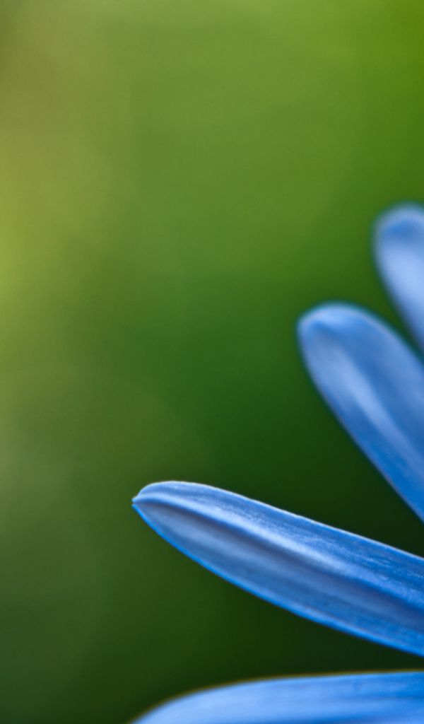Голубой цветок