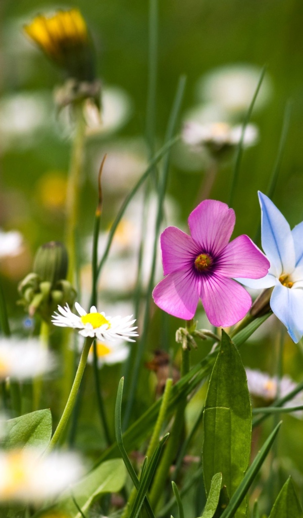 Цветы полевые