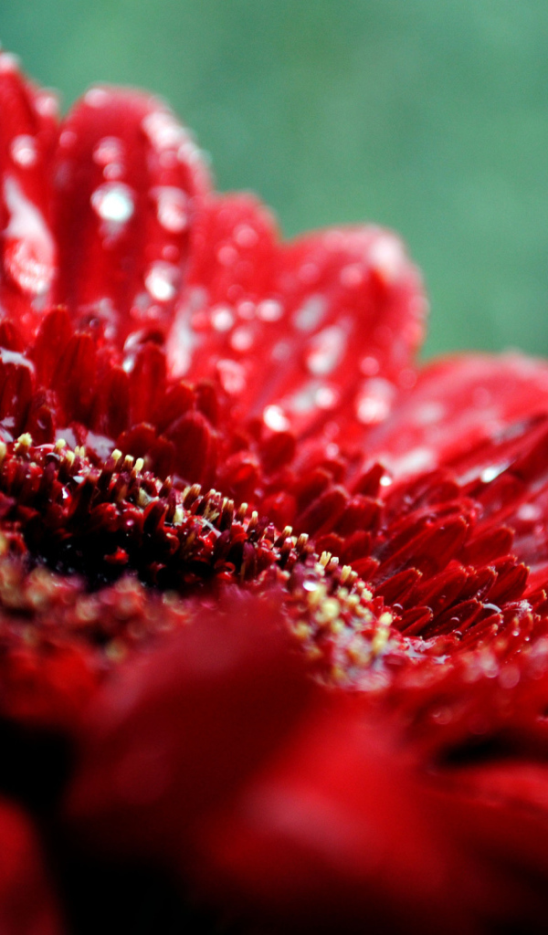 макро Гербера