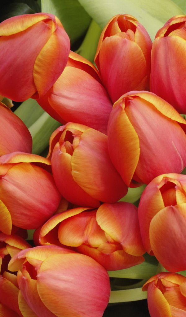 Красные тюльпаны