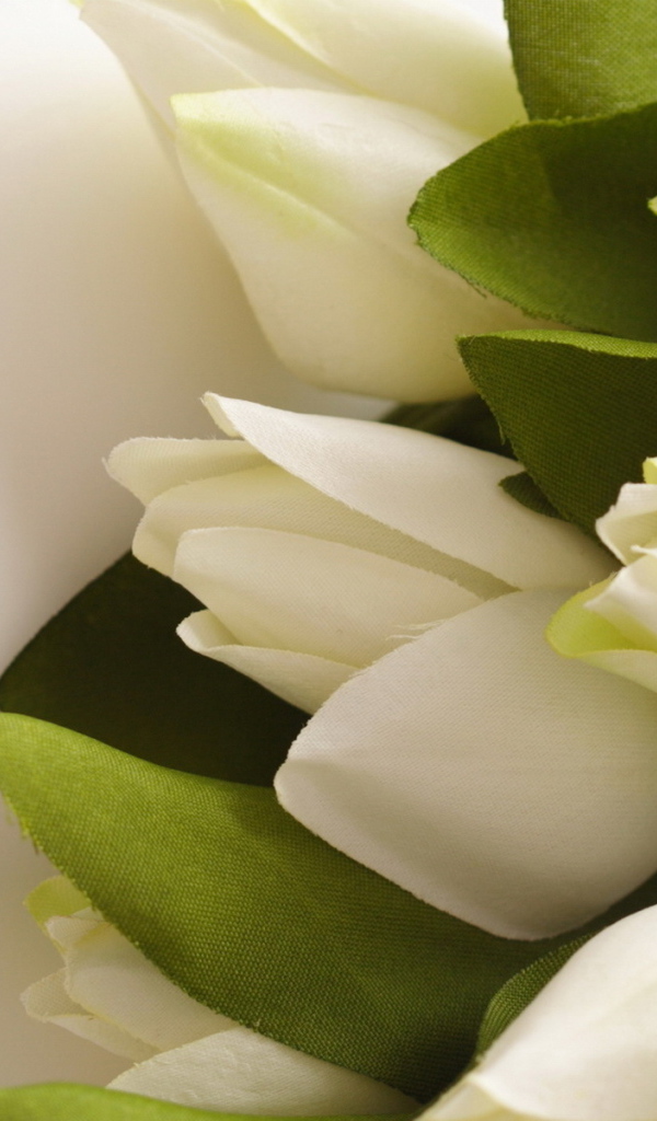 Белые тюльпаны