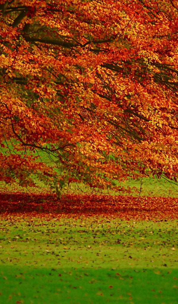 Осенняя листва