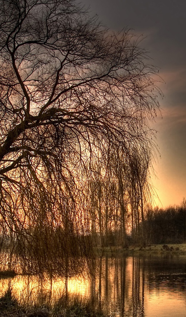 Осеннее дерево у реки