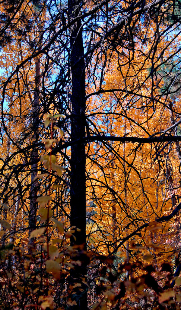 Осенние деревья