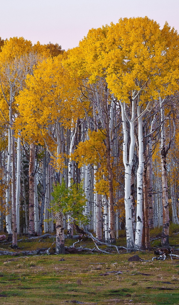 Березовый лес