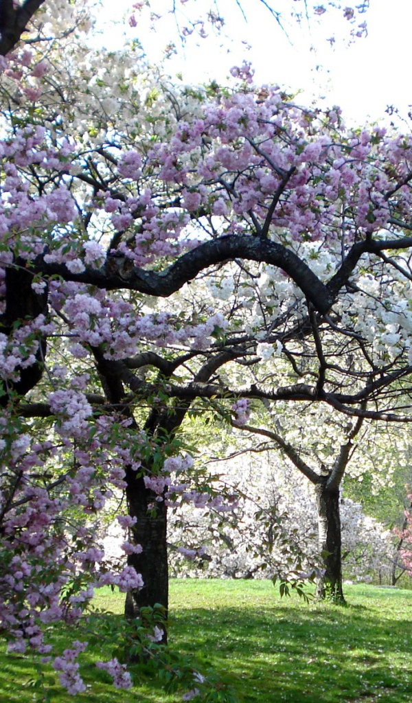 Цветущий сад