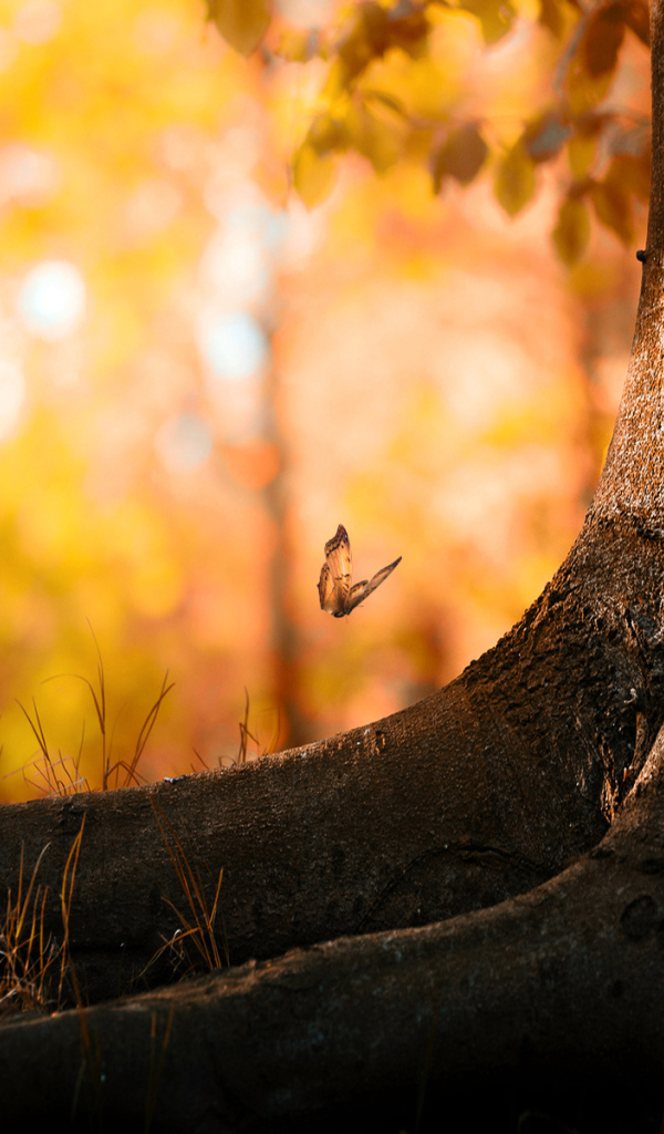 Бабочка около дерева