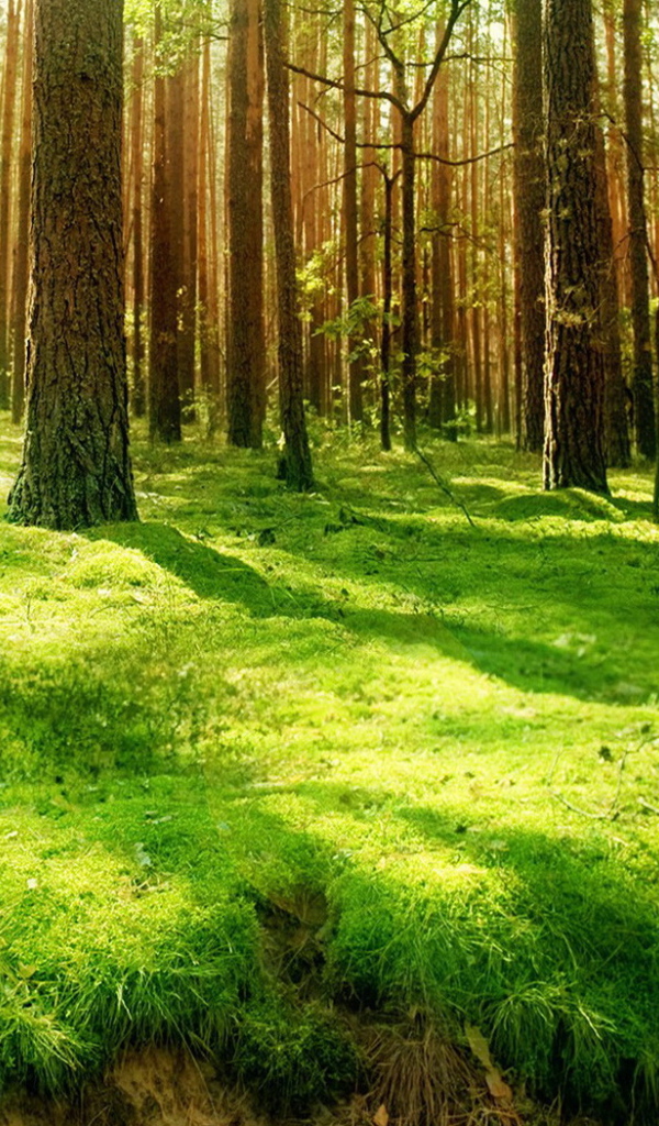 Хвойный лес