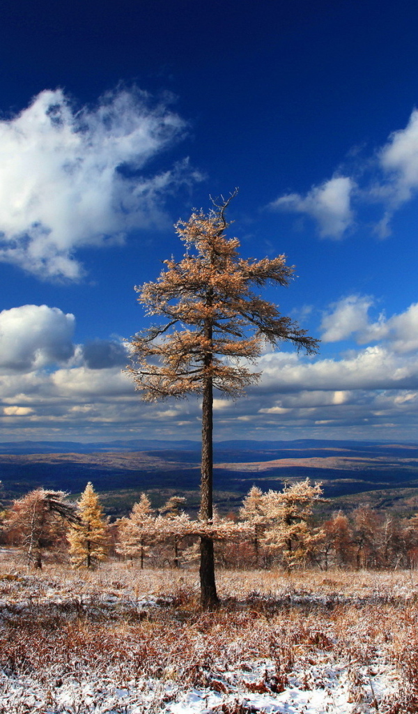 Хвойный лес